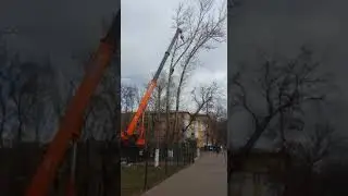 Спил деревьев краном в Московской области