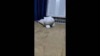 Кошка стример | путь к популярности кота | игрушка|