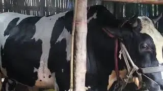 আল্লাহর দান নামের ২০ মণ ওজনের গরুর ক্রেতা মিলছেনা, চিন্তিত খামারী || K Bangla Tv