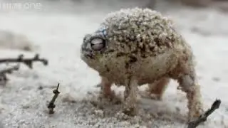 A Very Angry Big Shaq