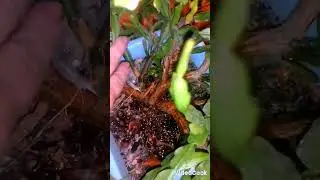 ЗАХОДЯТ В ДОМ МОИ ЦВЕТЫ С БАЛКОНА... У НАС УЖЕ ХОЛОДНО... 14СЕНТЯБРЯ 2024