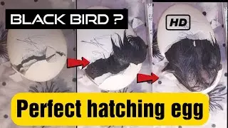 a perfect chicken egg hatching black hen | rgb game board