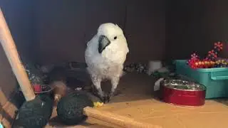 Cockatoo shares his plan