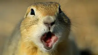 GOPHER SWEARING