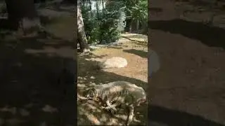 Чтение такбира от Муфтия Дагестана перед закалыванием жертвенного животного. #муфтиятрд