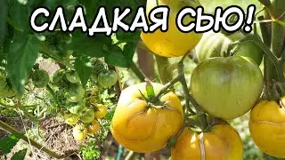 Томат Сладкая Сью. Отличный сорт из проекта 