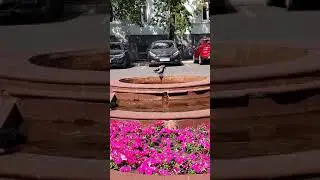 Вороний душ