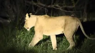Injured lioness