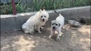 Marshmallow und Bimbi-2