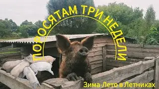ДЕЛА ДЕРЕВЕНСКИЕ. ПОРОСЯТА, КОТЯТА, ЦЫПЛЯТА. земляные работы под коммуникации для бани.