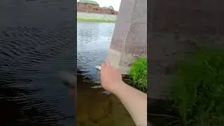 окунь на блесну вертушку.