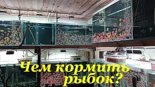 How Much, How and What Do I Feed Aquarium Fish Feeding Fish in an Aquarium