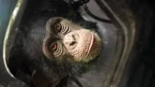 Ham