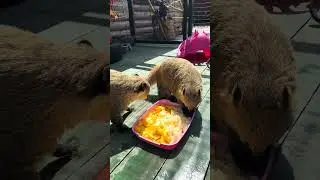 Носухи завтракают первыми) 