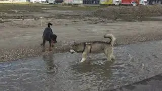 Маламут Дарья и ротвейлер Дива мурштруют лужу 🤣🤣🤣