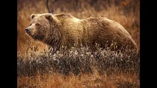 Run from the bear! Abort mission lol