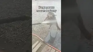 Когда решил помыть машину 🤣 #собакин #собачки #песик #собака #дождь #мойкамашин #прикольно