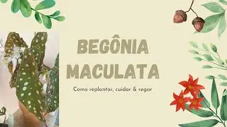 Como replantar a begônia maculata| Como cuidar da begônia maculata
