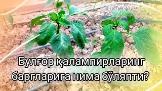 Булғор қалампирини баргларига нима бўляпти? Барглардаги бужмайиш сабаби нима?