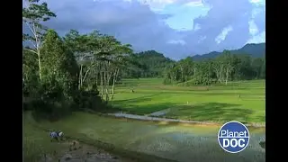 The societies of the Sulawesi Island: a spectacular place in Indonesia (FULL DOCUMENTARY)