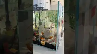 CATS😺 FUNNY CUTE VIDEO 🐾