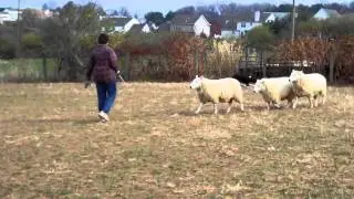 Video 23