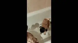 Стуттгард и Лаванда собираются в поездку!