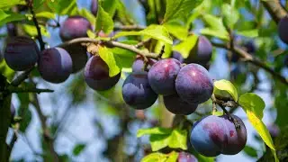 Awesome Plums Trees In Nature