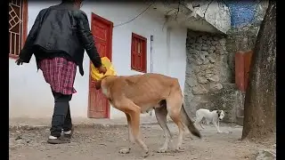 Stray pup & Mother dog eat raw chicken feet/Sick Brown pup not eating biscuits -Mountain village 