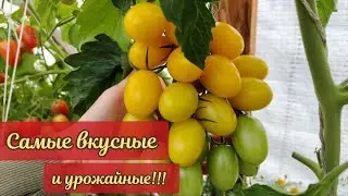 Обзор томатов 2023:  самые вкусные и урожайные 