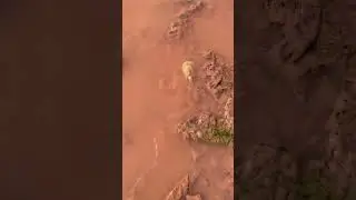 Triop in Fort Defiance, Arizona (Navajo Nation) - August 2022