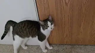 This cat is obsessed with going in my closet
