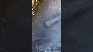 Шок!!!.Медоед против крокодила