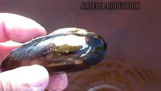 RIVER MUSSELS how to find them