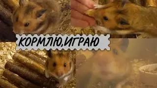 играю с хомяком Барни // кормлю хомяка 💓