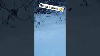 это был крот?