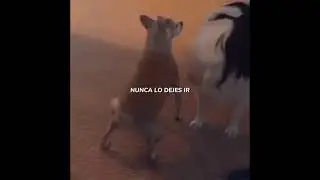 tuais xd