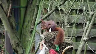 Squirrel in the Garden.