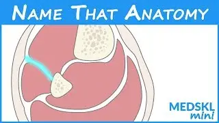 Name That Anatomy - Episode 189