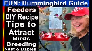 Attracting HUMMINGBIRDS Everything YOU Need to Know: EASY Hummingbird Feeder, DIY Recipe Bees & Ants
