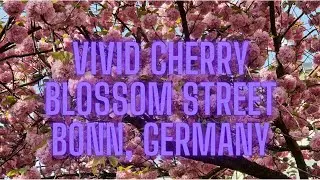 Vivid Cherry Blossom street in Bonn/Germany /Lebendige Kirschblütenstraße in Bonn/ Life in Germany
