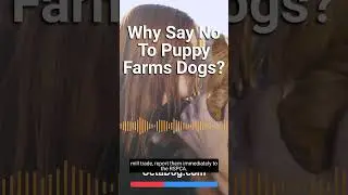 Why Say No To Puppy Farms Dogs? #shorts #dogs #dogshorts (OctaDog.com)