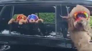 Labrador adventure cute funny video Swag 2020