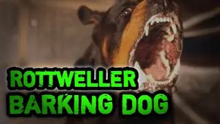 DOG BARKING LOUDLY | ROTTWELLER BARKING DOG SOUND