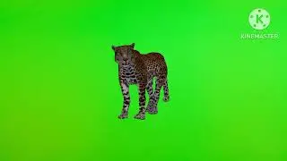 Cheetah Walking !! Short video #GreenScreen