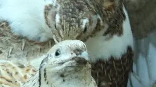 My coturnix quail is broody and sitting her own eggs. Codorniz cubriendo sus óvulos  Caille couve