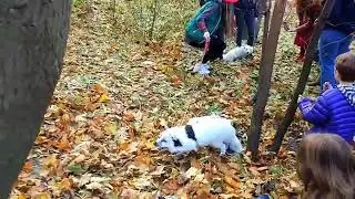 Злая лиса /звук лисы /domesticadet fox /