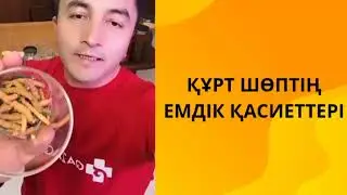 ҚҰРТ ШӨПТІҢ ЕМДІК ҚАСИЕТТЕРІ