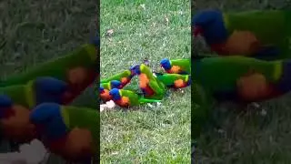 Bird head buts friend and knocks him over  