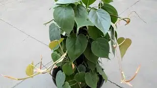 Perfect shaped heart Philodendron